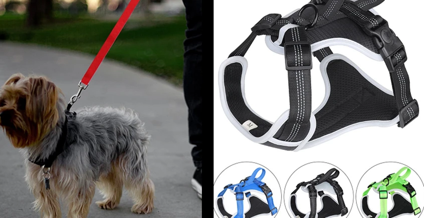 Leash and Collar